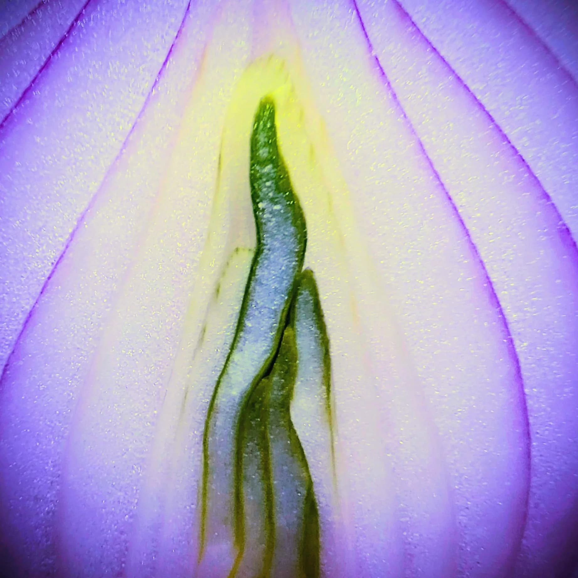 Macro detail of the centre of a purple flower
