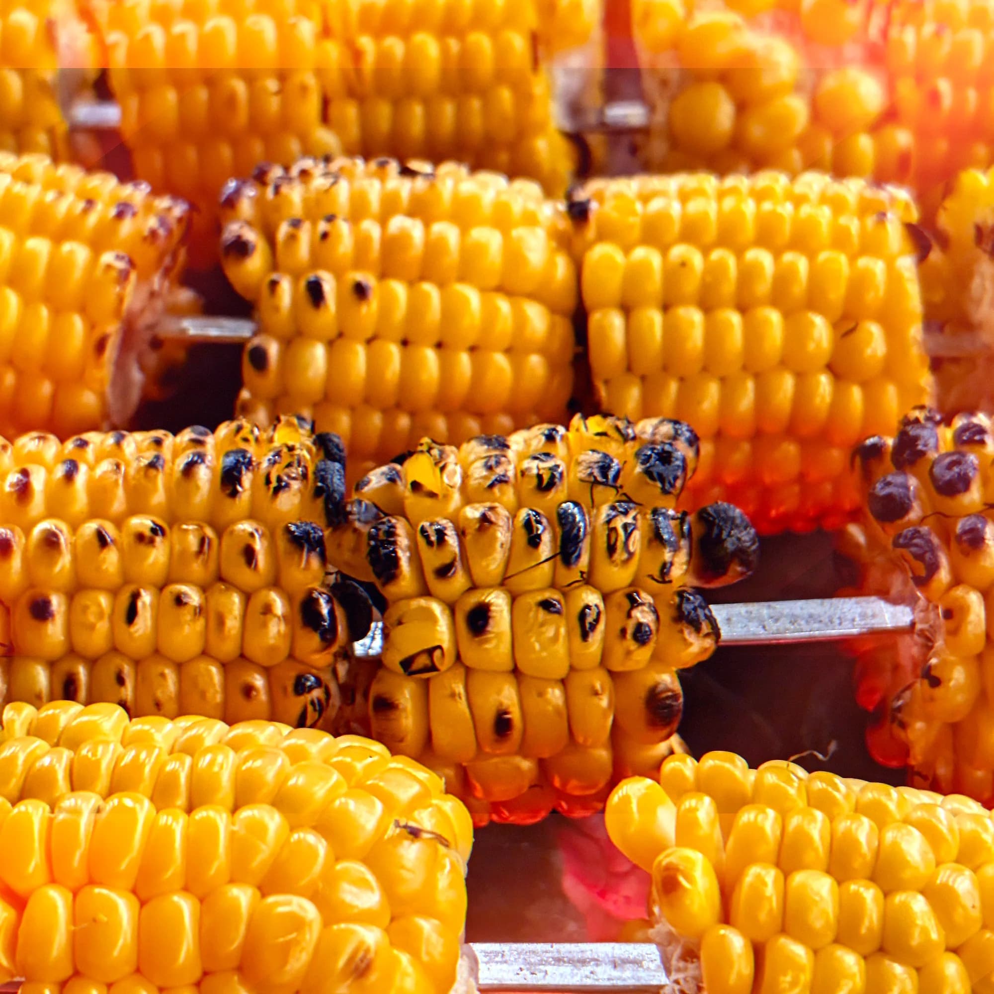 Charred grilled corn on the cob on skewers